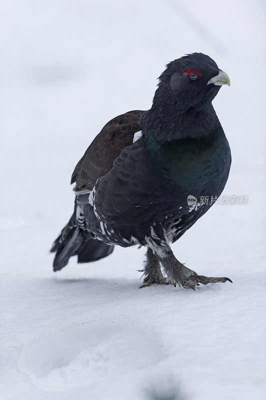 冬季松鸡(Tetrao urogallus)